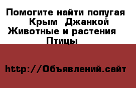 Помогите найти попугая - Крым, Джанкой Животные и растения » Птицы   